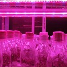 LED pásik pre rast rastlín, SMD 5050, 5m, 60 led/m, 14,4W/m vodotesný pás